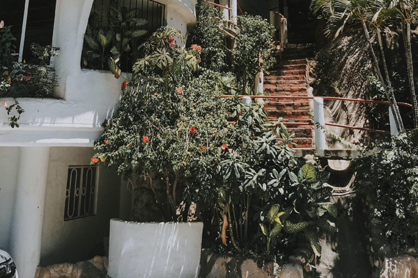 Best Flowers For Front Yard Decoration